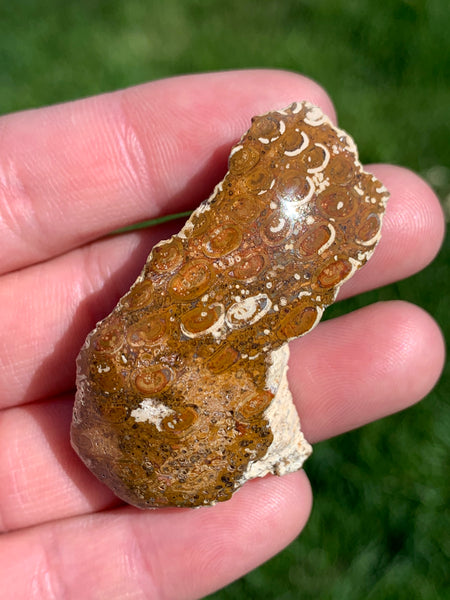 polished fossil coral specimen