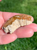 polished fossil coral specimen