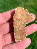 polished fossil coral specimen