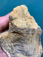 Fossil Oyster
