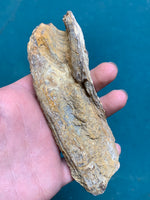 Fossil Oyster