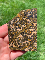 Leopard Skin Jasper