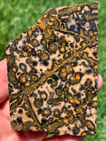 Leopard Skin Jasper