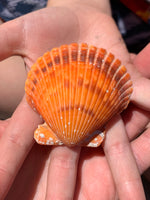 Orange Seashell