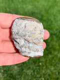 Red Horn Coral