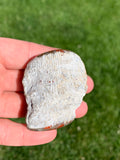 Red Horn Coral