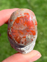 Red Horn Coral