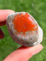 Red Horn Coral