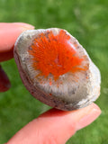 Red Horn Coral