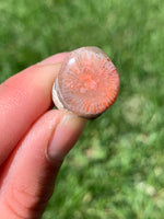 Red Horn Coral