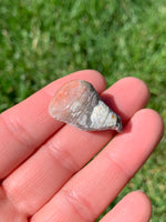 Red Horn Coral