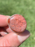Red Horn Coral