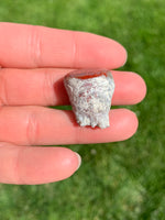 Red Horn Coral