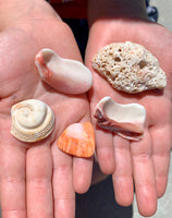 Seashell Lot