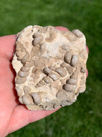 Turritella Fossil